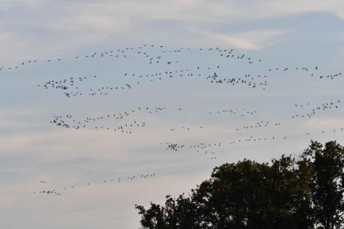 Arrivée des grues cendrées sur le lac le soir