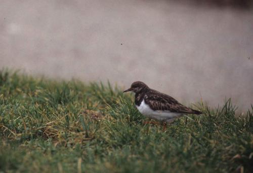 Tournepierre à collier