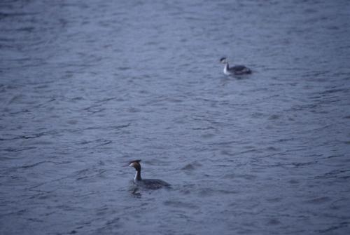 Grèbes huppés