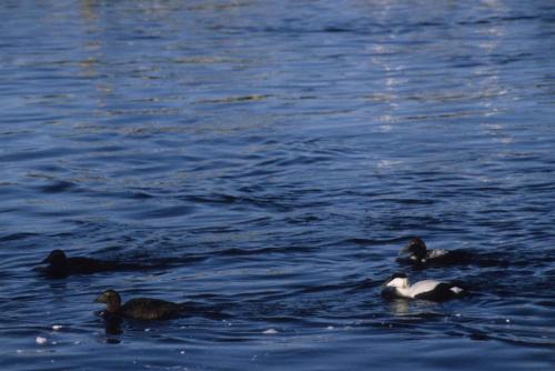 Eiders à duvet