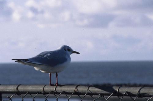 Mouette rieuse