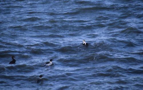 Eiders à duvet, Harles bièvres