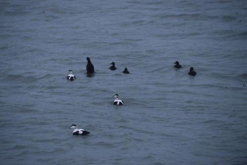 Eiders à duvet