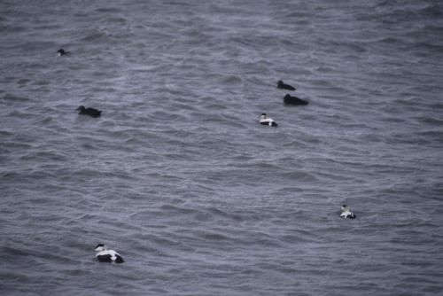 Eiders à duvet