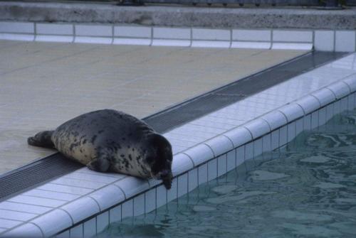Phoque veau marin