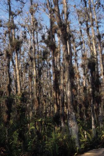 National Wildlife Refuge de Loxahatchee