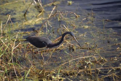Aigrette tricolore