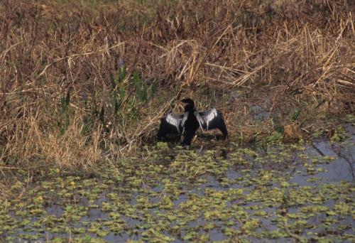 Anhinga