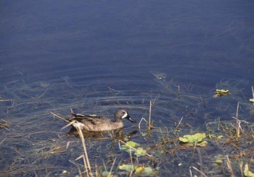 Sarcelle à ailes bleues
