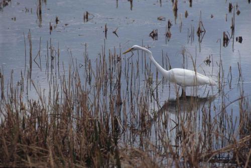 Grande aigrette