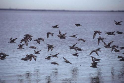 Chevaliers semi-palmé