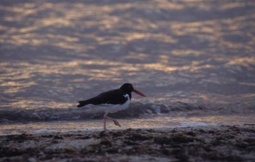 Huitrier d'Amérique