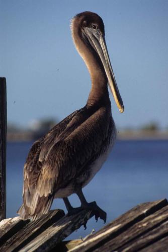 Pélican brun