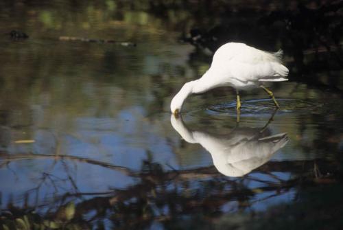 Aigrette neigeuse