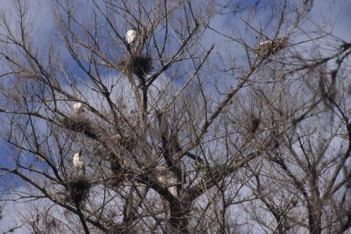 Tantales d'Amérique