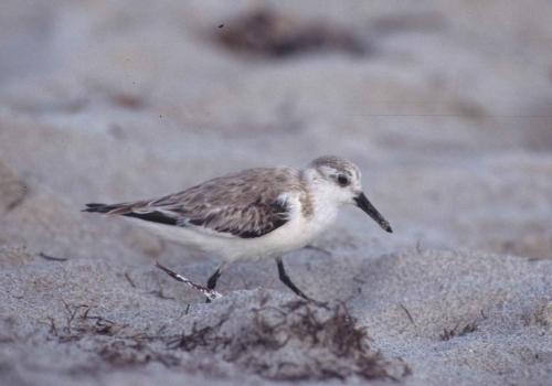 Bécasseau sanderling