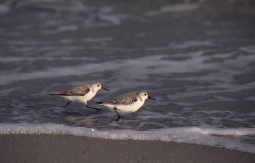 Bécasseaux sanderling