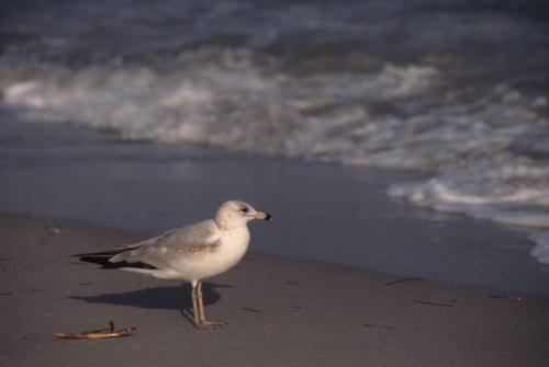 Goéland à bec cerclé