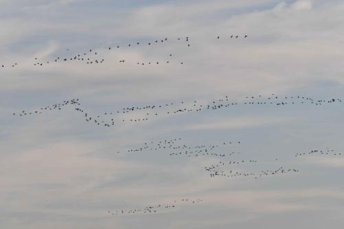 Arrivée des grues cendrées sur le lac le soir