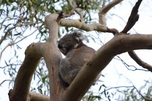 Le mâle attaquant, bien tranquille après son attaque sur l'autre mâle