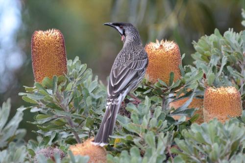 Méliphage barbe-rouge