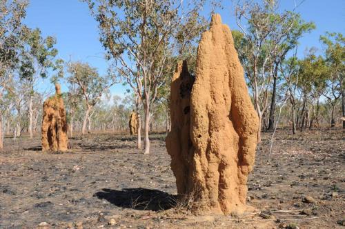 Termitières