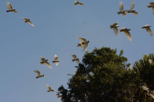 Cacatoès corella