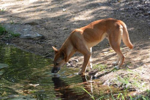 Dingo dans le parc animalier