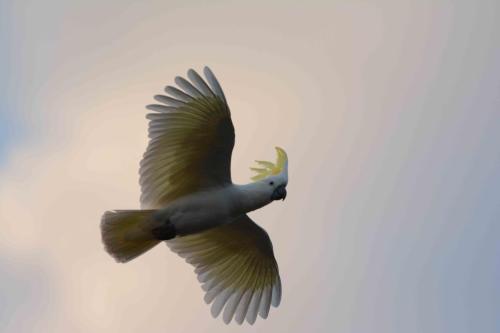 Cacatoès à huppe jaune