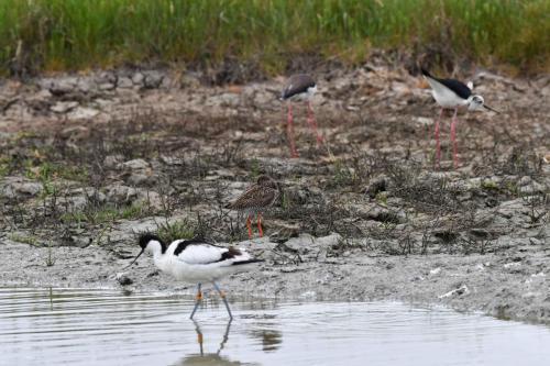 Avocette élégante, Chevalier gambette et Echasses blanches