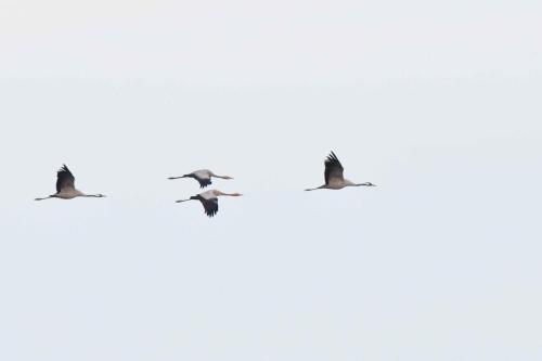 Arrivée des grues cendrées sur le lac le soir