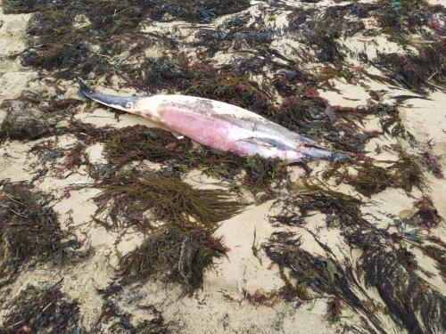 Dauphin plage de Barbâtre