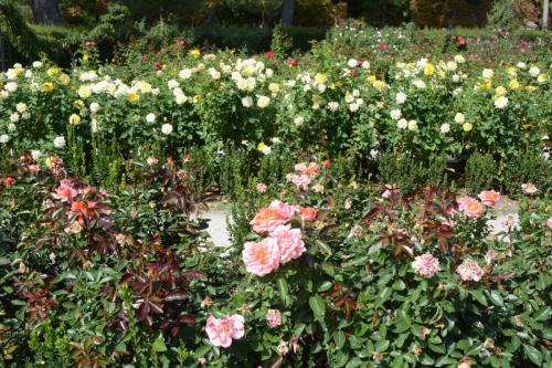 Roseraie du parc del Buen Retiro