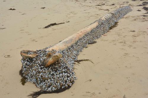 Pouce-pieds plage de Barbâtre