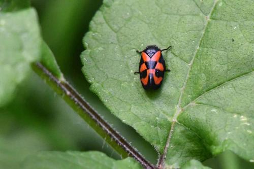 Cercope sanguinolent