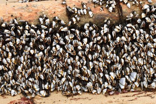 Pouce-pieds plage de Barbâtre