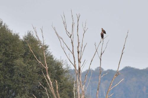 Pygargues à queue blanche  (2 adultes)