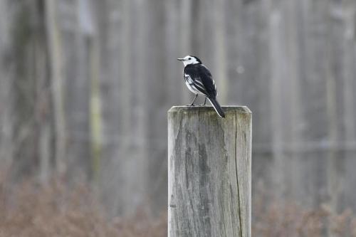 Bergeronnette de Yarrell