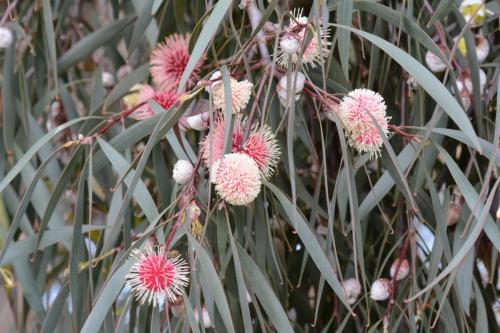 Fleurs d'eucalyptus
