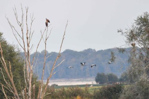 Pygargues à queue blanche  (2 adultes)