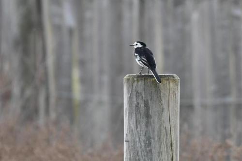Bergeronnette de Yarrell