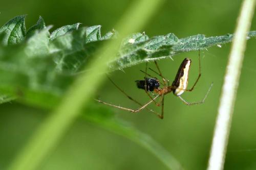 Tétragnathe allongé (Tetragnatha extansa)