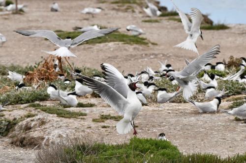 Mouette rieuse et Sterne pierregarin