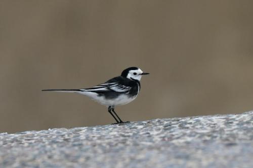 Bergeronnette de Yarrell