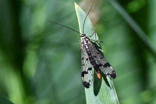 Mouche Scorpion (Panorpa communis)