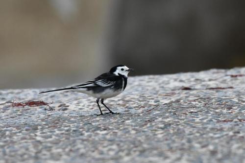 Bergeronnette de Yarrell