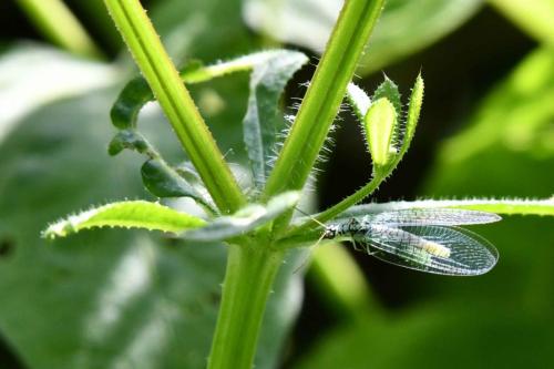 Lion des pucerons (Chrysopa perla)