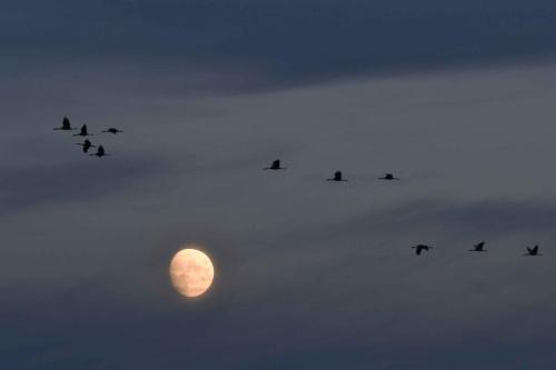 Arrivée des grues cendrées sur le lac le soir