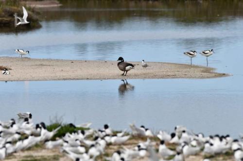 Bernache cravant, Avocettes, Sternes caugeks
