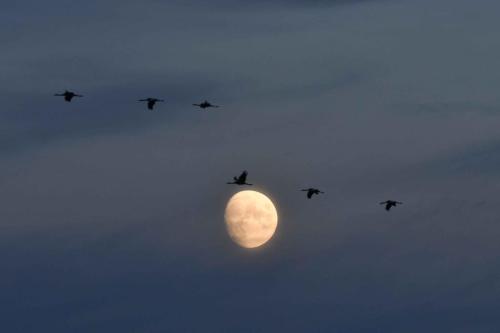 Arrivée des grues cendrées sur le lac le soir
